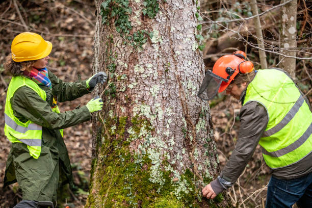 Best Fruit Tree Pruning  in Hartford, MI