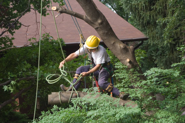 Best Tree Preservation Services  in Hartford, MI