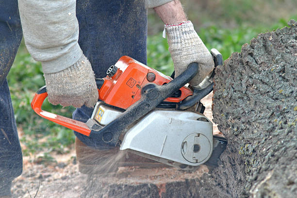 Best Tree Disease Treatment  in Hartford, MI